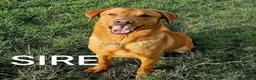 Labrador Retriever dogs for sale: Working Labrador puppies, Gun dog Mather  - Advert 16