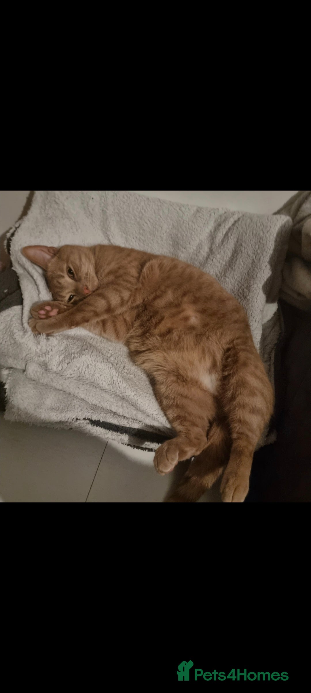 British Shorthair cats for sale: 2 loving cats in Scarborough - Image 4