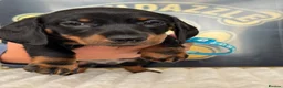 Dachshund dogs for sale: Kc standard dachshund puppy - Advert 10