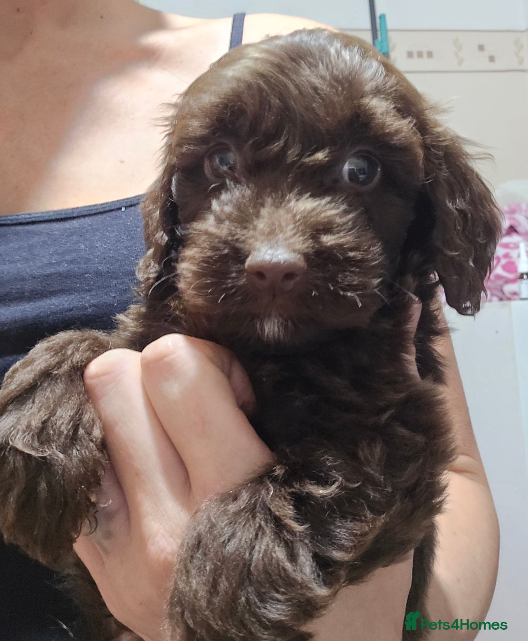 Shihpoo dogs for sale: Shihtzu x poodle  - Advert 4
