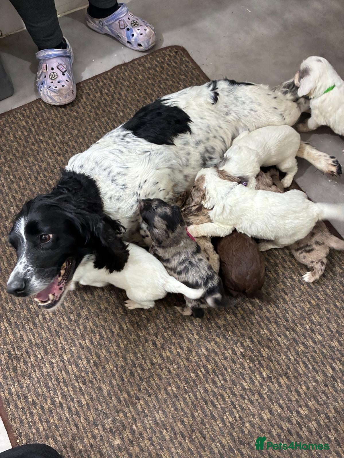 Mixed Breed dogs Fantastic Sprockerpoos - Advert 11