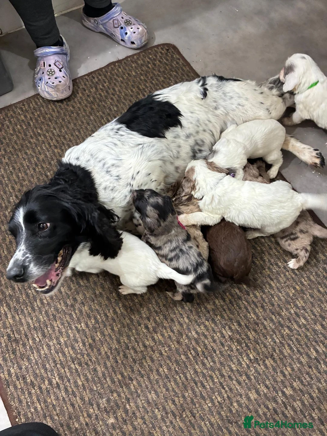 Mixed Breed dogs for sale: Fantastic Sprockerpoos - Advert 1