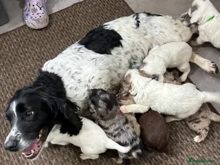 Mixed Breed dogs Fantastic Sprockerpoos - Advert 11