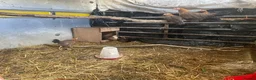 Chickens poultry for sale: Old English game breeding pairs - Advert 4