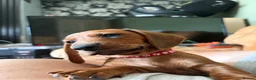 Dachshund dogs for sale: 2 dachshund puppies  - Advert 5