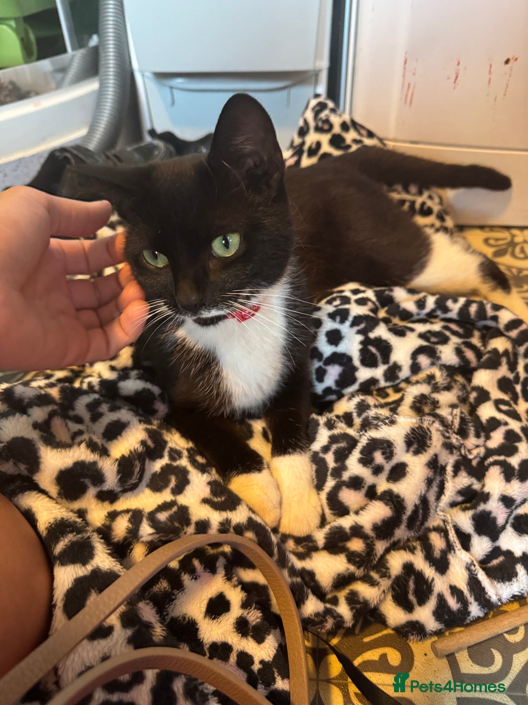 Mixed Breed cats for sale: Two beautiful fluffy girls kittens  - Image 8