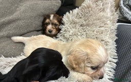 Mixed Breed dogs for sale: Adorable Cockerchons Fluffy, Low-Shed Wonders! - Image 4