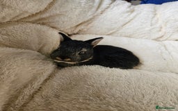 Netherland Dwarf rabbits for sale: Netherland Dwarf bunnies - Image 27