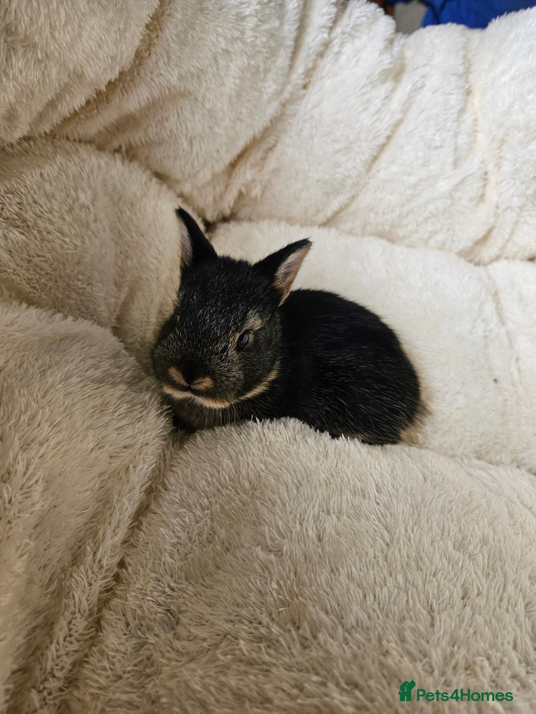Netherland Dwarf rabbits for sale: Netherland Dwarf bunnies - Image 27