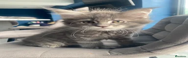 Maine Coon 5