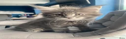 Maine Coon cats for sale: Gccf pedigree Maine coon kittens  - Advert 3