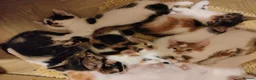 Mixed Breed cats for sale: Beautiful kittens looking for forever homes  - Advert 17