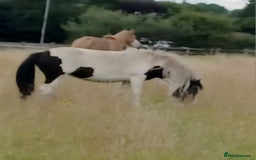 Other Breed horses for sale: Mini cob - Image 5