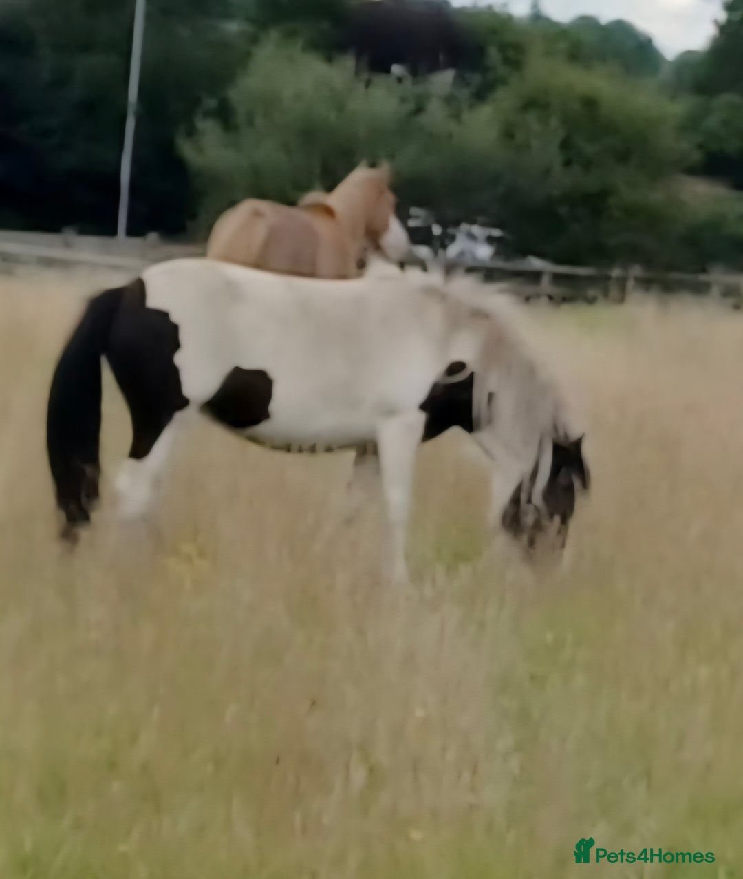 Other Breed horses for sale: Mini cob - Image 5