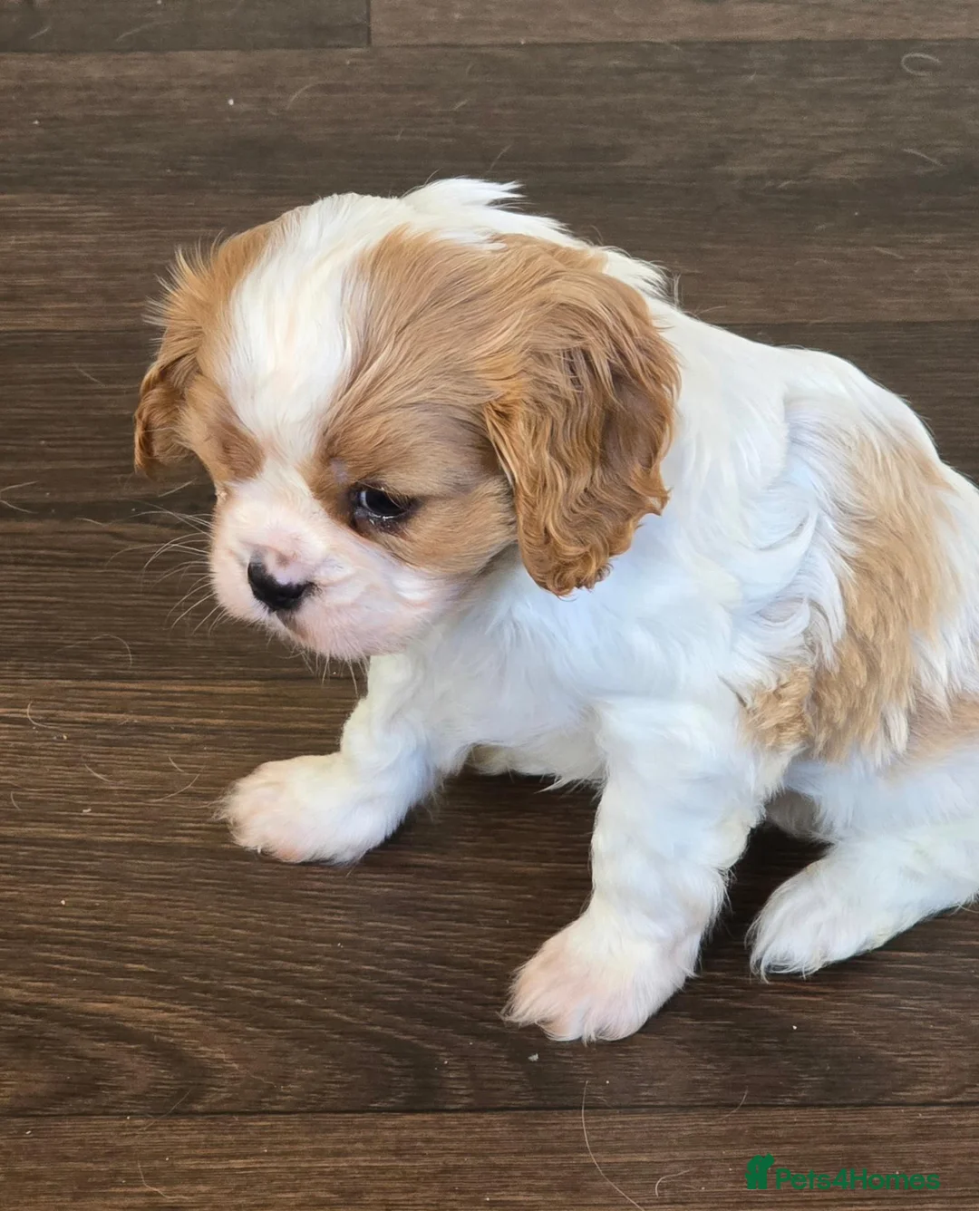 Cavalier King Charles Spaniel dogs for sale: Cavalier king charles spaniels  in Walsall - Advert 2