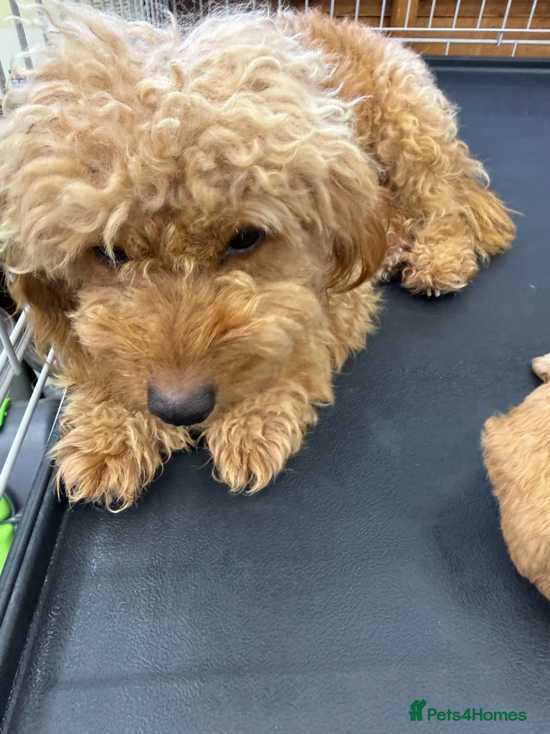 Maltipoo dogs for sale: 🐾 Beautiful Maltipoo Puppies – Two Boys Available - Advert 2