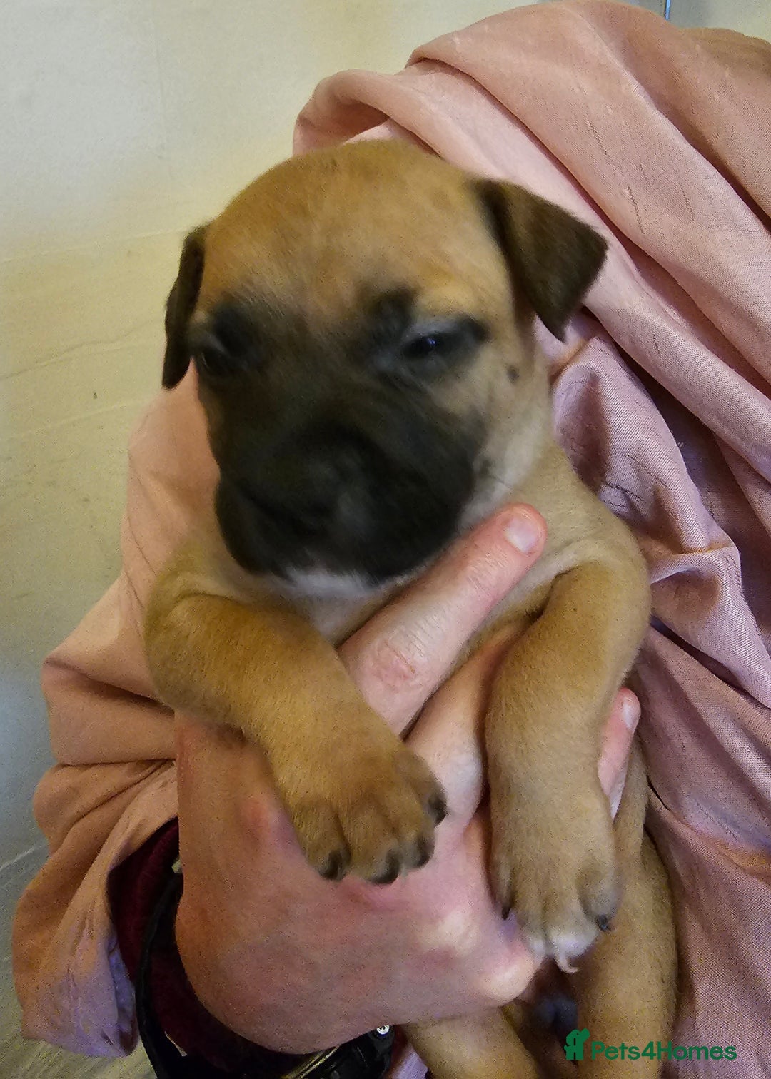 Bullmastiff dogs for sale: Bullmastiff puppies  - Image 3