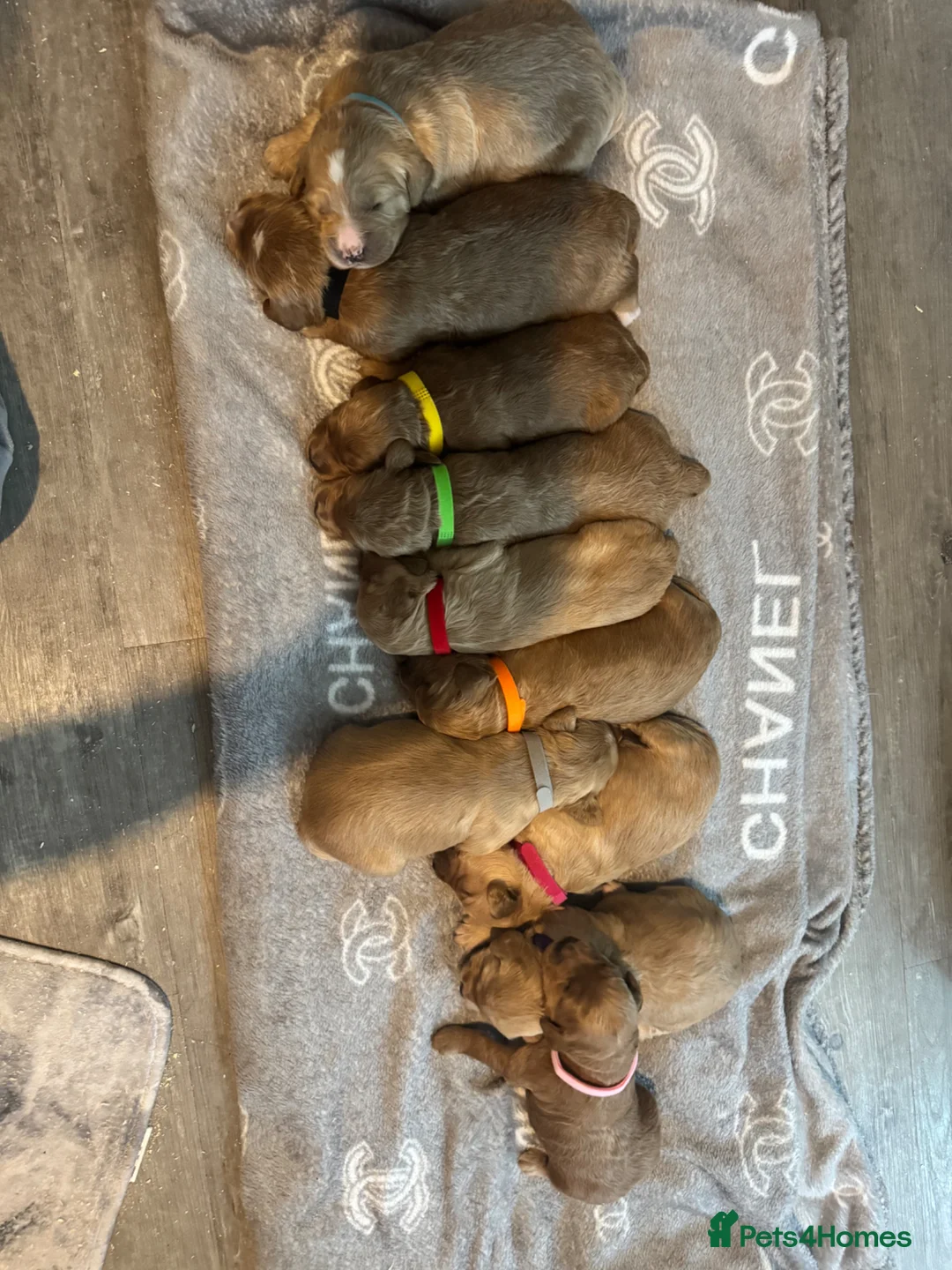 Mini Goldendoodle dogs for sale: Fantastic Miniature Goldendoodles  - Advert 1