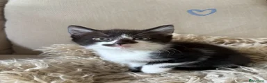 Domestic Shorthair 3