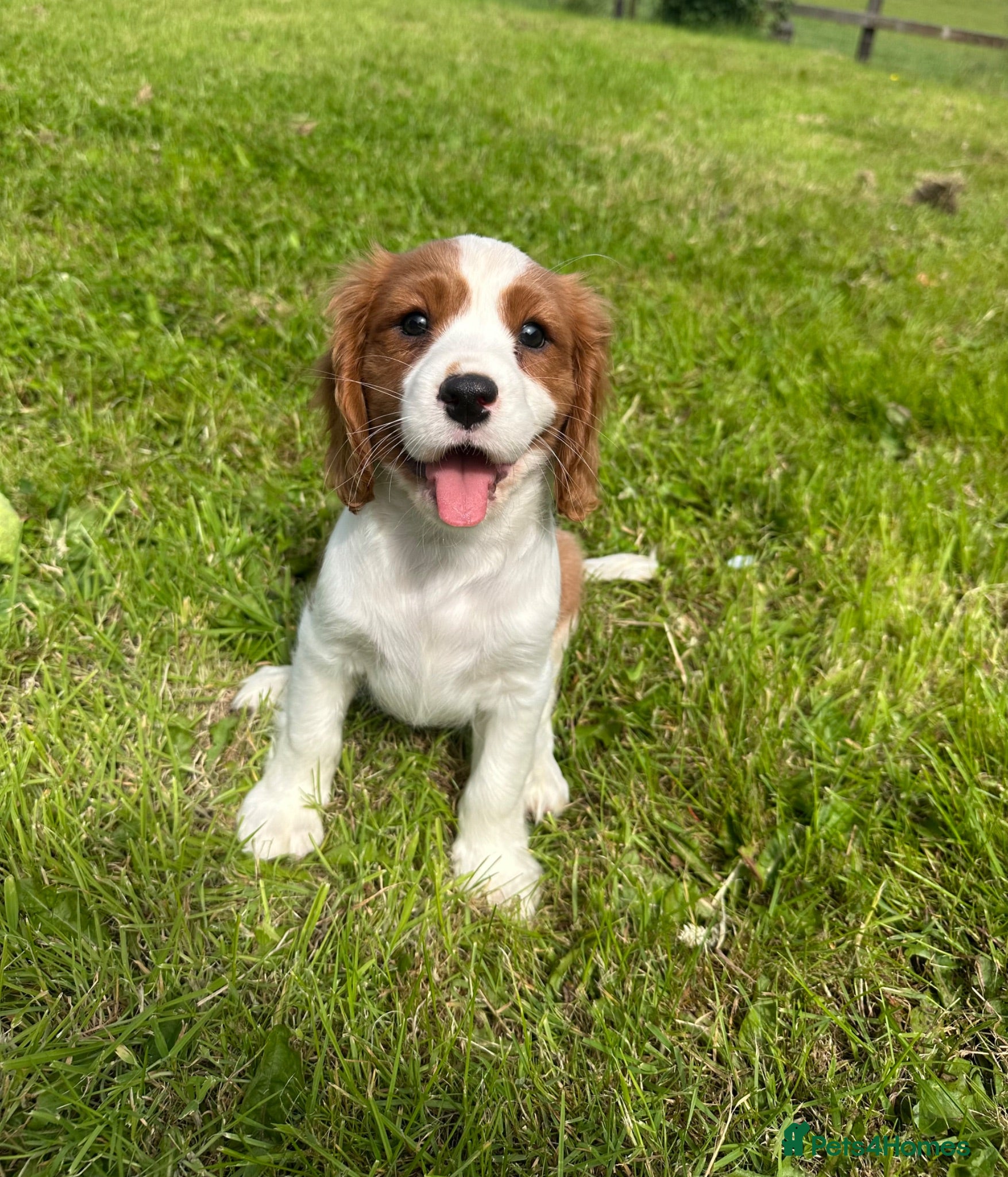 Cavalier King Charles Spaniel dogs Beautiful Cavalier King Charles Spaniel puppies - Advert 2