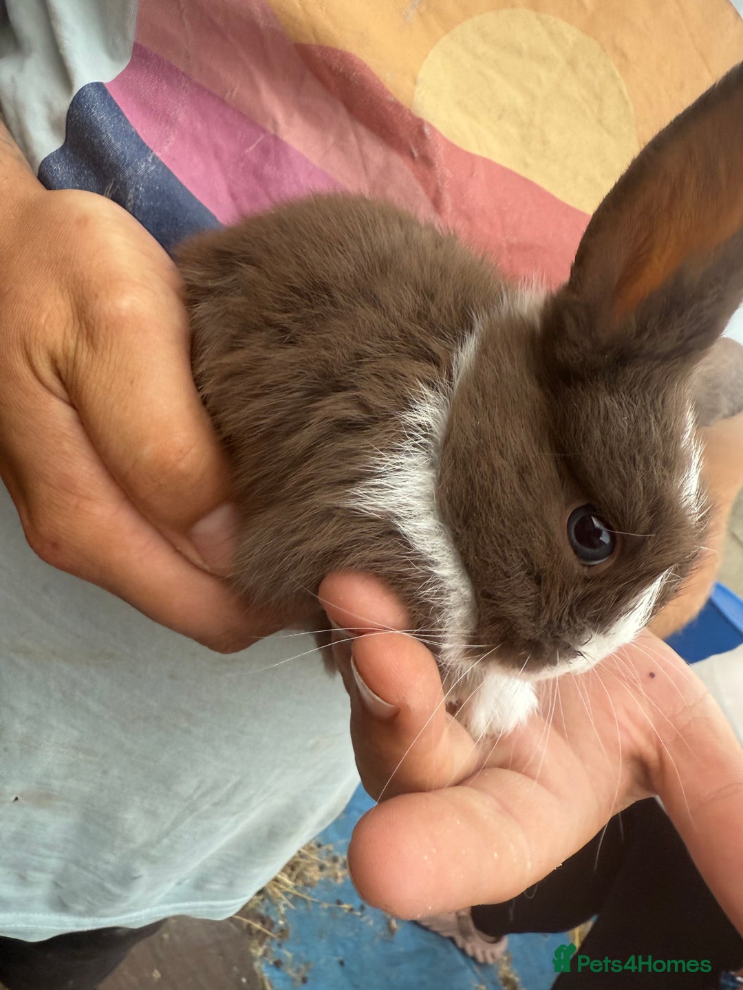 Mini Lop rabbits for sale: Mini lop - Image 12