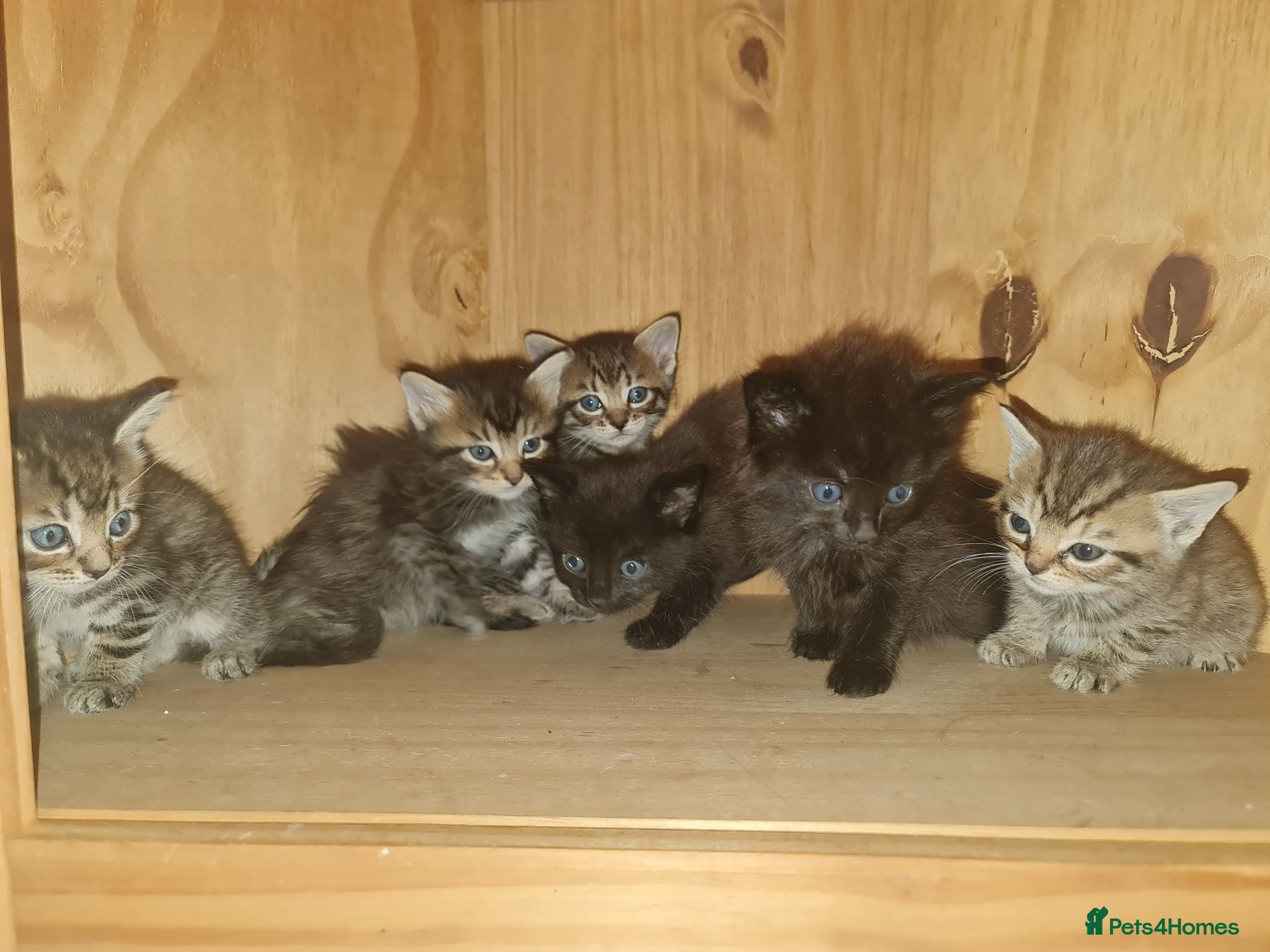 Mixed Breed cats 5 kittens for sale  - Advert 1