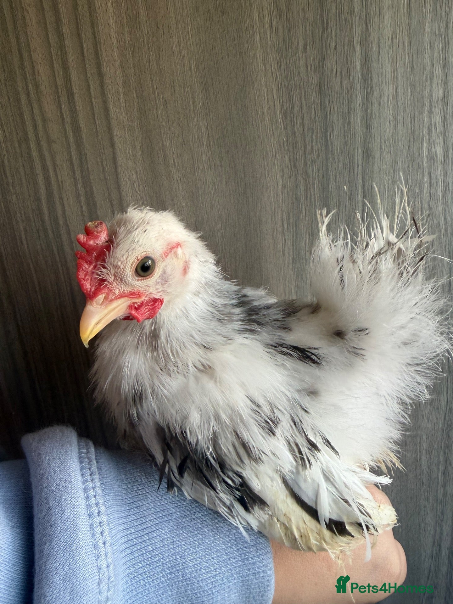 Chickens poultry Serama Rooster silkie - Advert 8