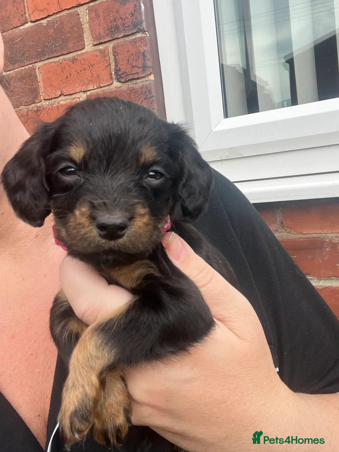 Cockapoo dogs for sale: Beautiful cockapoo puppies  - Advert 2