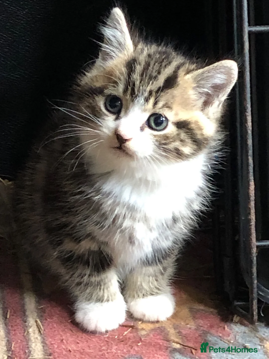 Mixed Breed cats for sale: Gorgeous kittens - Advert 2
