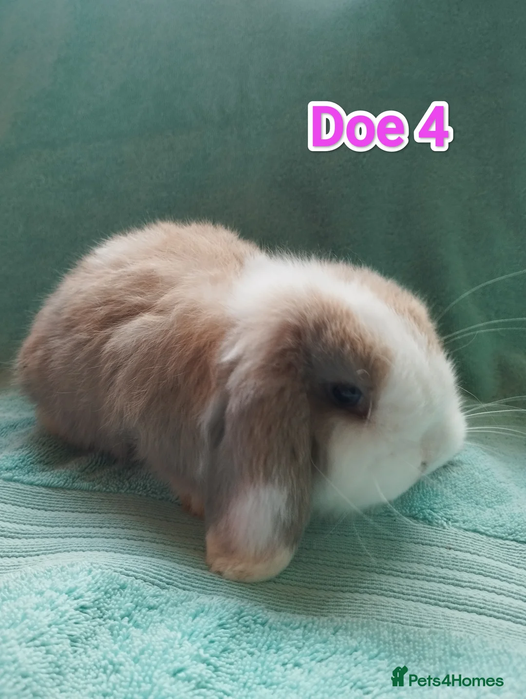 Mini Lop rabbits for sale: 5 Mini Lop Doe's looking for homes 🥰 - Advert 8