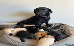 Labrador Retriever dogs for sale: Health tested kc reg puppies  - Image 15