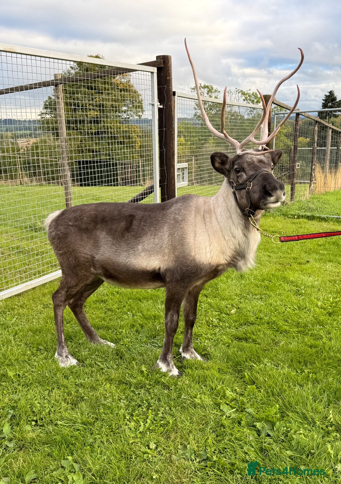 Mixed Breed livestock Female Reindeer  - Advert 1