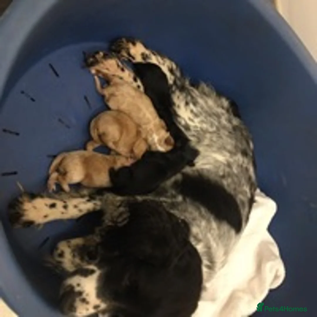 Cavapoo dogs for stud: KC miniature poodle for stud in Alford - Advert 11