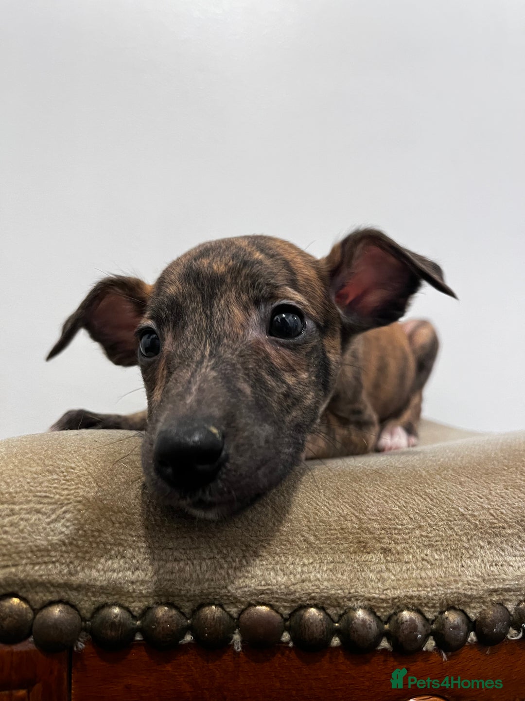 Whippet dogs for sale: Stunning KC Male - Advert 5