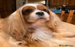 Cavapoo dogs for sale: Exceptional F1 Cavapoos. 5*  - Image 16