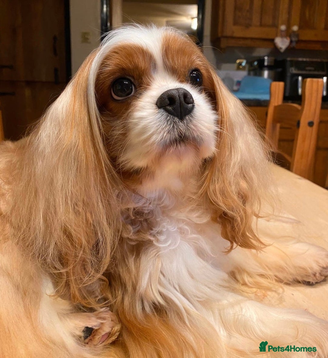 Cavapoo dogs for sale: Exceptional F1 Cavapoos. 5*  - Image 16