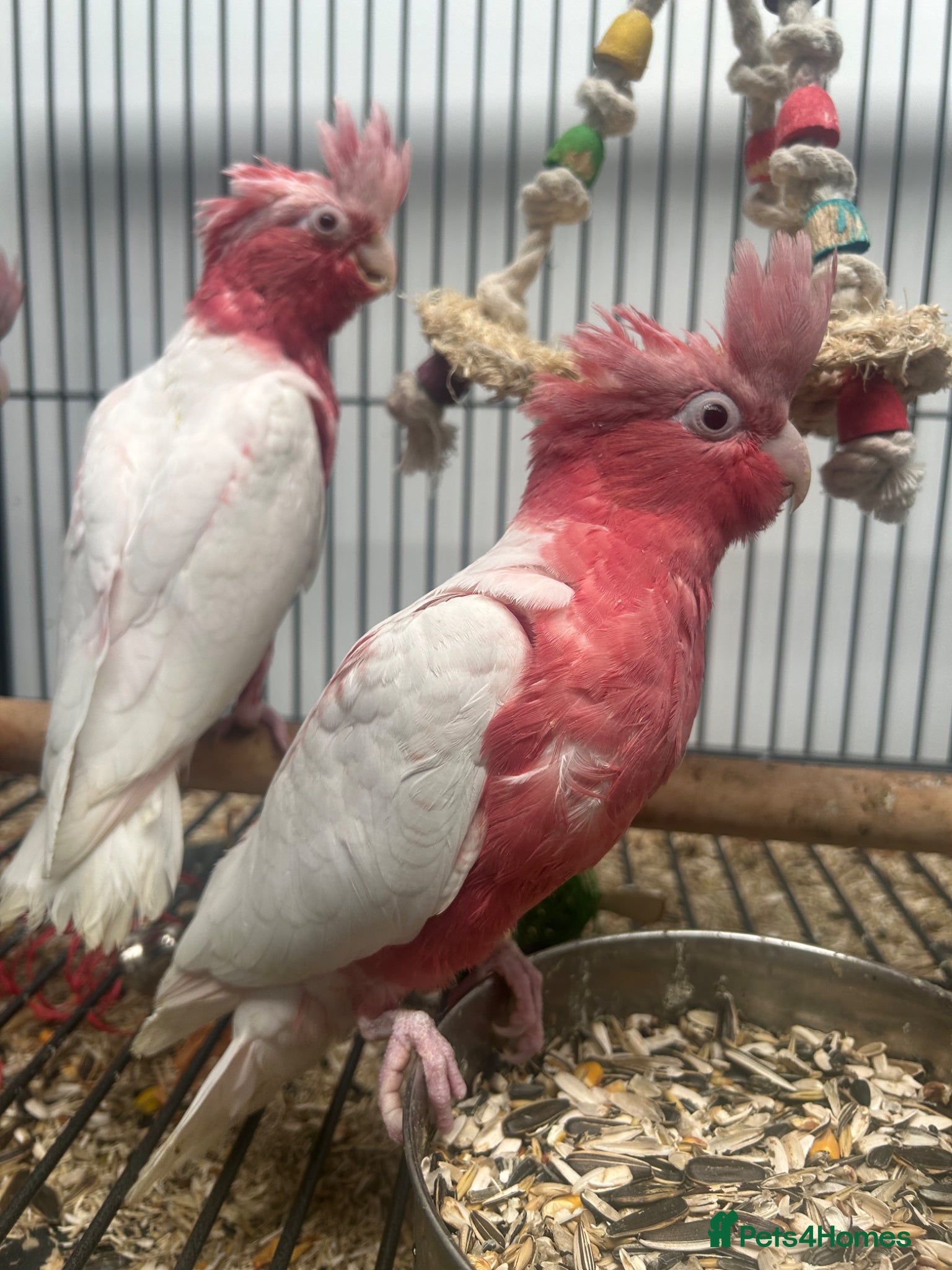 Parrots birds Hand Reared Cuddly Baby Galah Cockatoos  - Advert 1