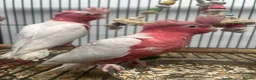 Parrots birds for sale: Hand Reared Cuddly Baby Galah Cockatoos  - Advert 1