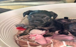Jug dogs for sale: Jug puppies  - Image 4