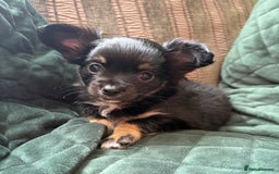 Chihuahua dogs for sale: Tiny Stunning Fluffy Chihuahua Puppy - Image 15