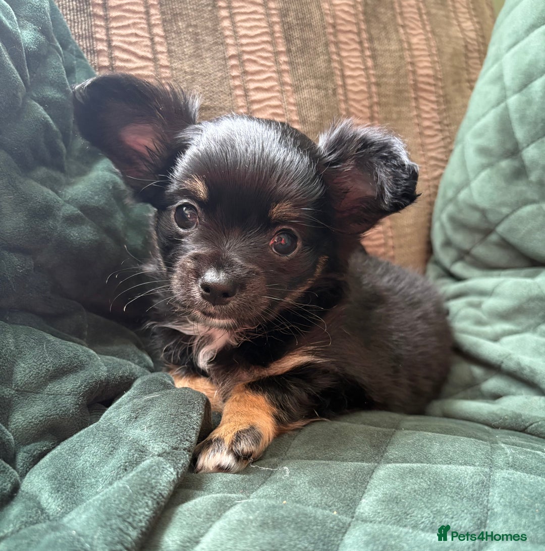 Chihuahua dogs for sale: Tiny Stunning Fluffy Chihuahua Puppy - Image 15