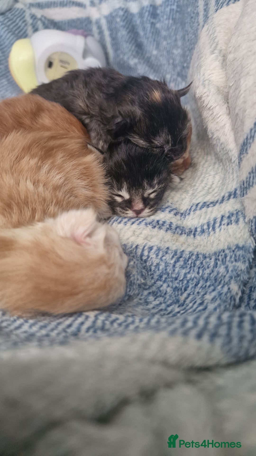 Maine Coon cats for sale: Planned summer babies looking for forever homes - Image 19