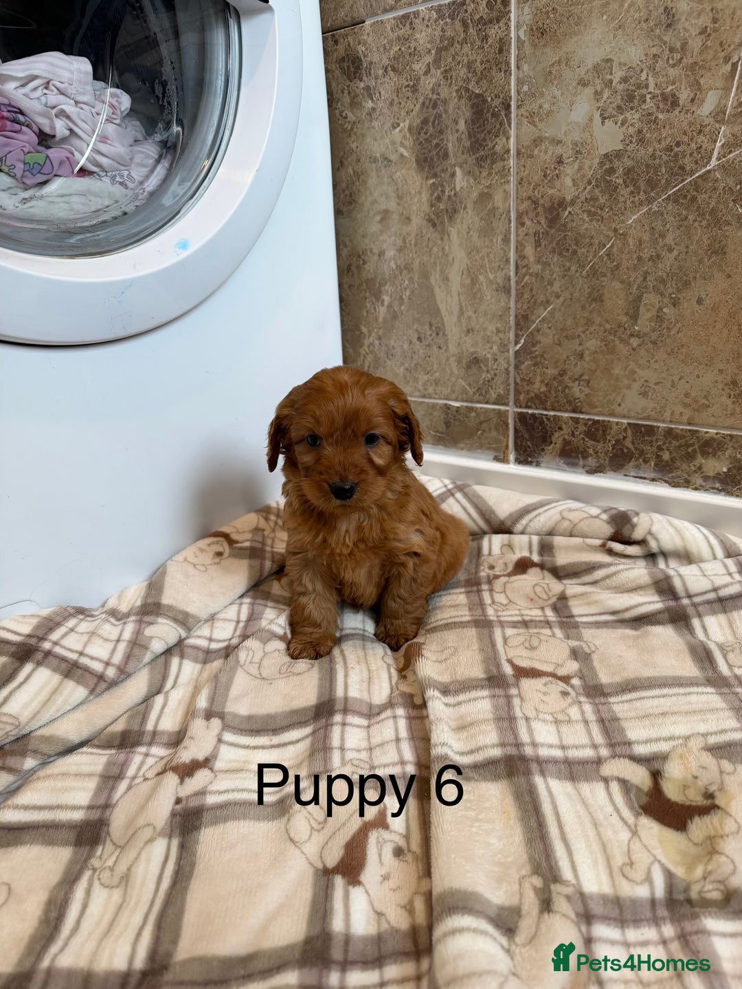 Cockapoo dogs for sale: Stunning Fox red cockapoo puppy’s  - Advert 6