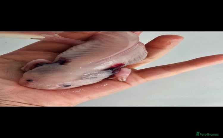 Axolotl reptiles - Advert 15