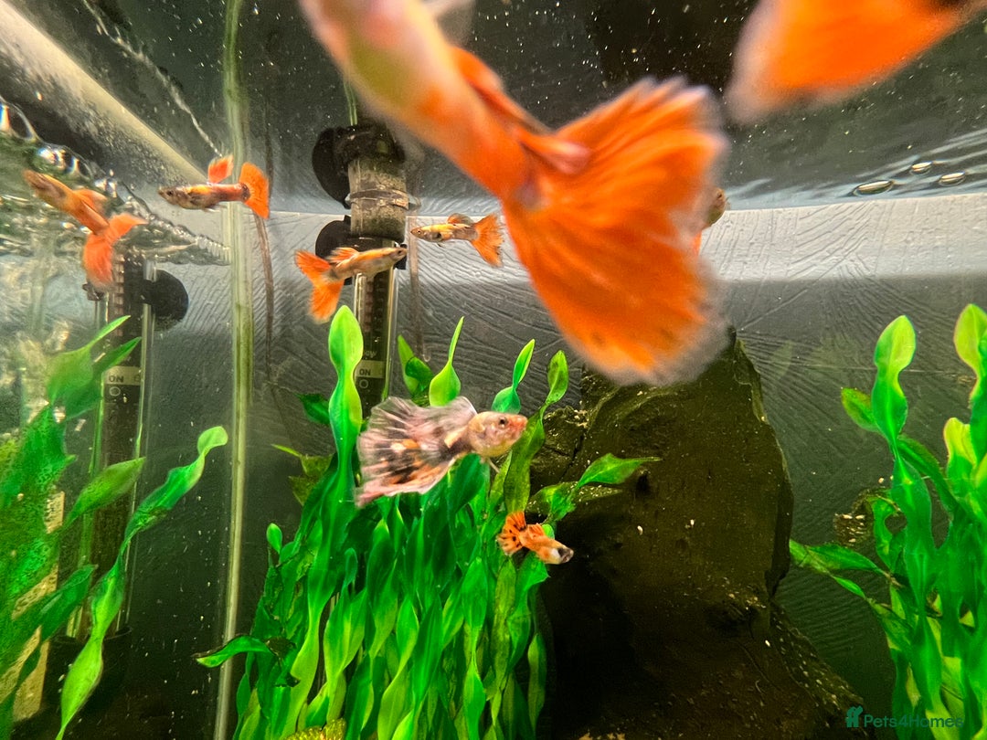 Live Bearers fish for sale: Guppies  - Image 5