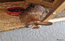 Netherland Dwarf rabbits for sale: Netherland dwarf rabbit  - Image 3