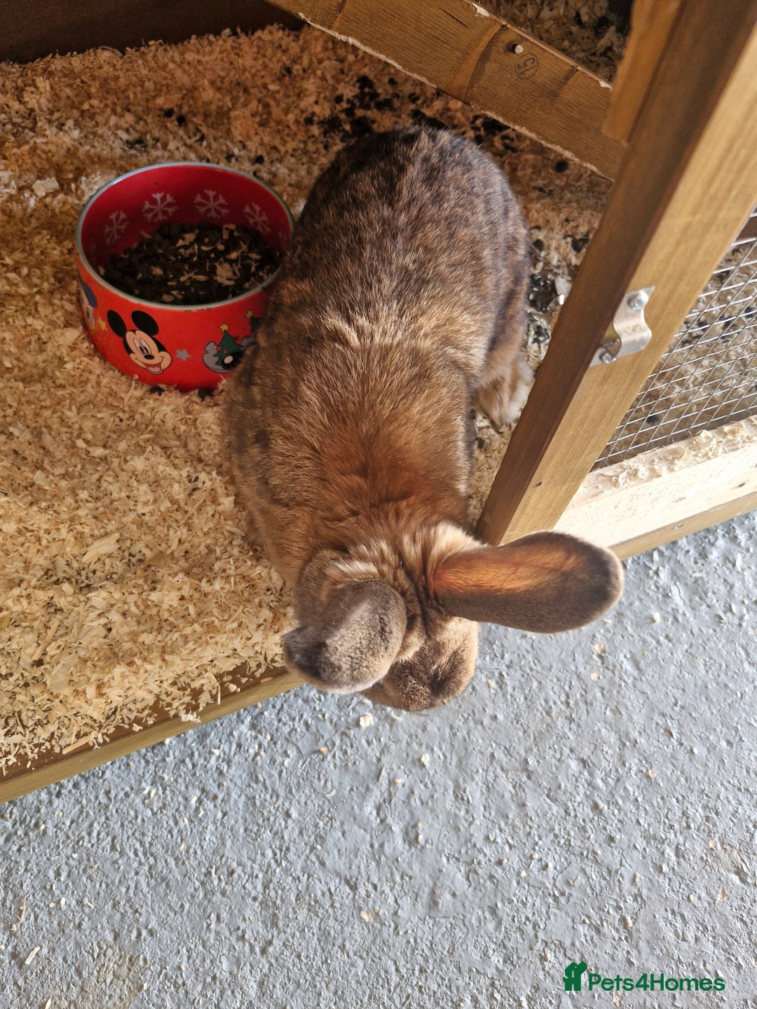 Netherland Dwarf rabbits for sale: Netherland dwarf rabbit  - Image 3