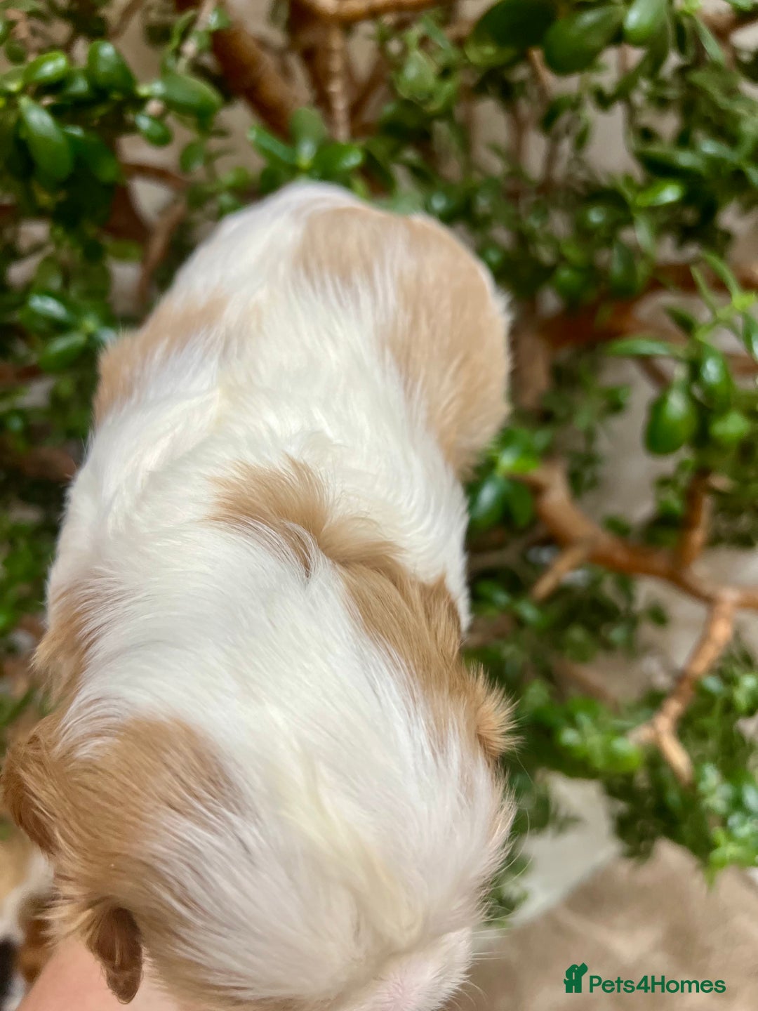 Cavalier King Charles Spaniel dogs for sale: Champion Sired KC Reg Cavalier King Charles  - Image 20