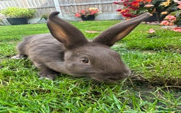 Continental Giant rabbits for sale: Continental Giant Male Rabbits For Sale  - Image 1