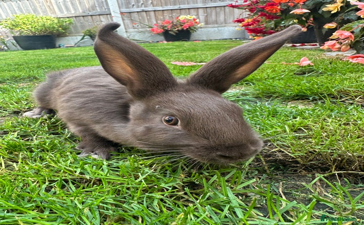 Continental Giant rabbits - Advert 1
